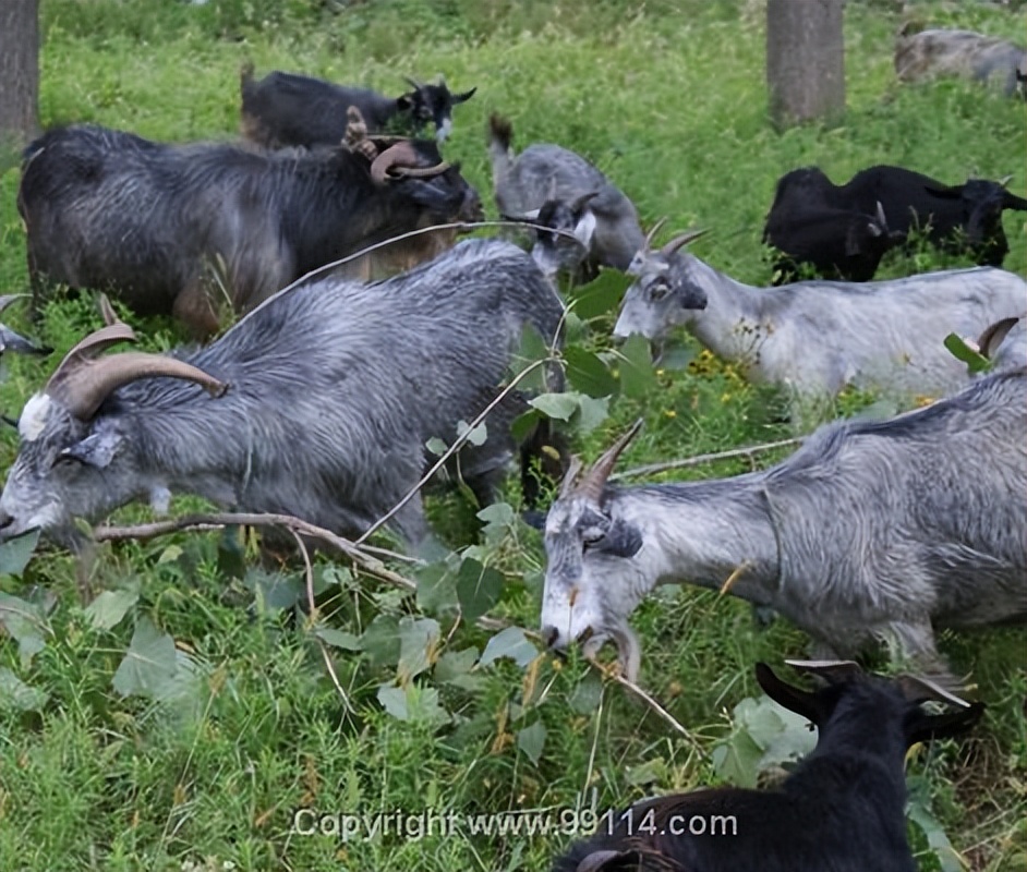 国宝青山羊多少钱一只,一只青山羊图片