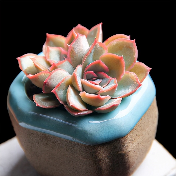 十二卷多肉的品种图鉴,100种多肉植物图片大全