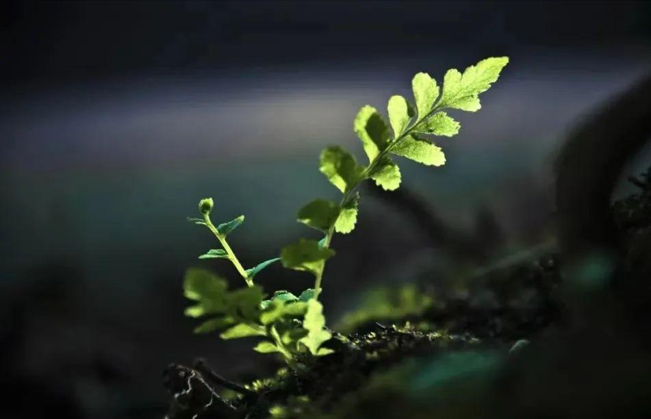 感染新冠肺炎应该注意什么,新冠肺炎患者饮食注意事项