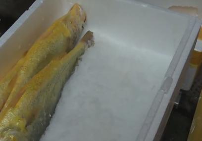 浙江人养南美对虾赚钱,浙江男人养甲鱼