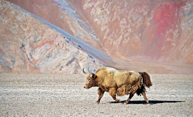 全球不足百头的动物,全球数量不到100只的动物