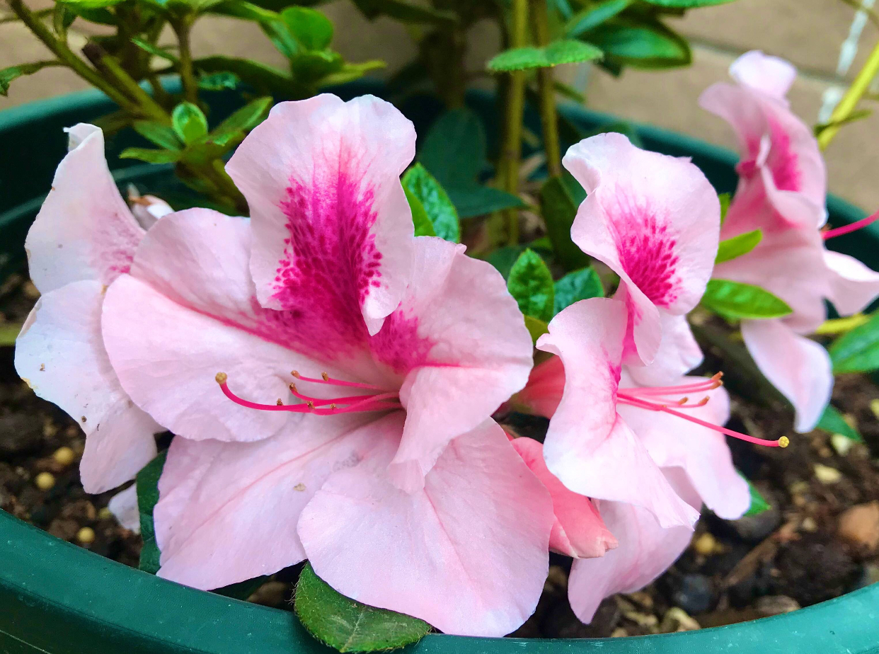 怎样养好杜鹃花,怎样养杜鹃花才能有花蕾