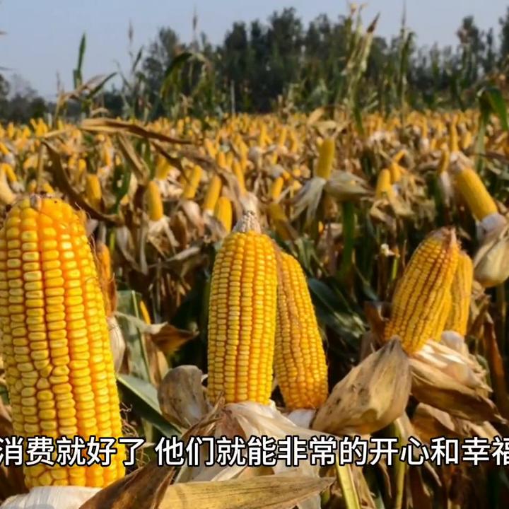 对待偶像,对于偶像应该持什么态度