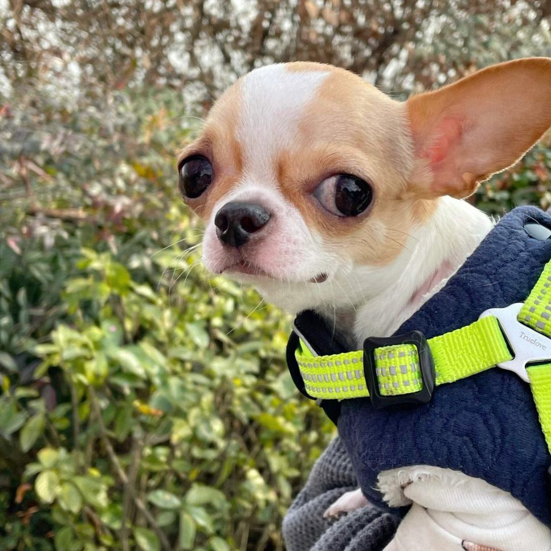 小型宠物吉娃娃好养吗,吉娃娃不建议养的狗有哪些