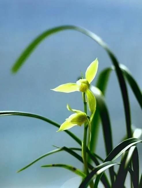 天价兰花多少钱一棵,天价兰花100盆