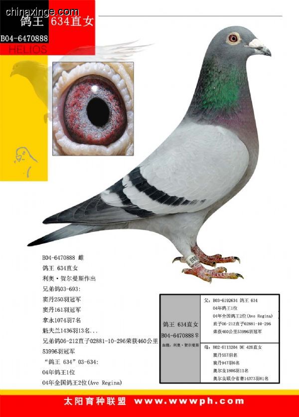 善良比利时莫里斯,比利时速度狂魔