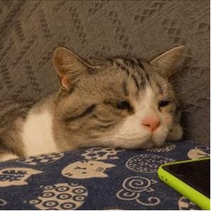 口腔疾病导致口臭怎么治疗,猫咪口臭是什么原因怎么治