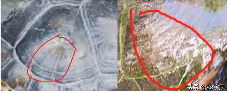 养殖龟与野生龟区别,怎么辨别野生龟和家养龟