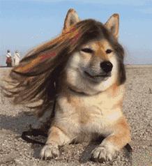 八戒,给贫僧把猕猴桃绑起来!这猕猴桃是妖怪吗?太吓人了!