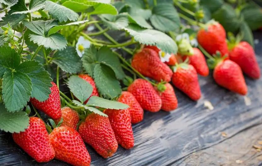 在农村没有多少本钱可以做的生意,28岁小伙回农村做什么生意好