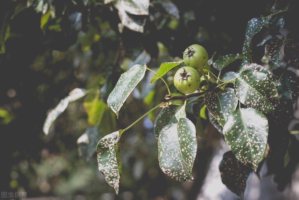 偏执固执害人命,偏执的愚昧