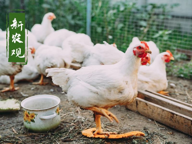 全球感染禽流感病例,禽流感已蔓延到哪些国家了