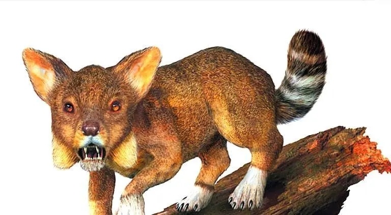 狗是从汪星人进化而来的吗,汪星人与狗狗的区别