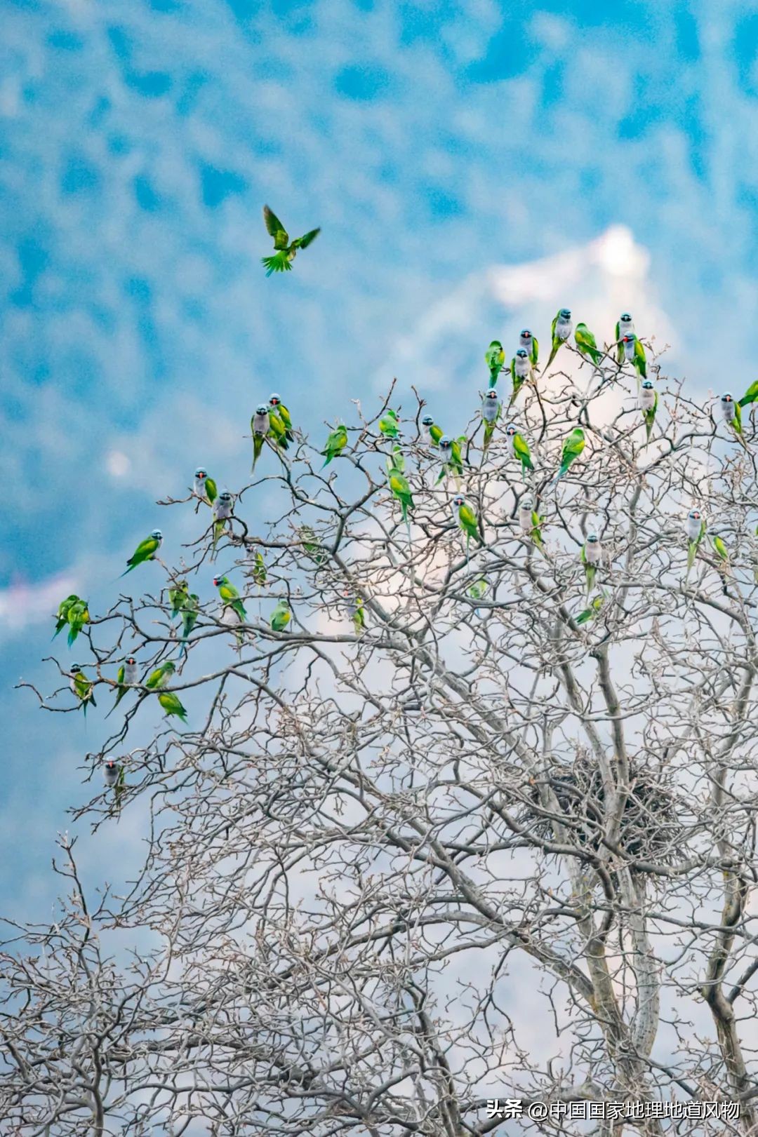 我国哪里盛产火龙果,全国最大的火龙果基地是哪里