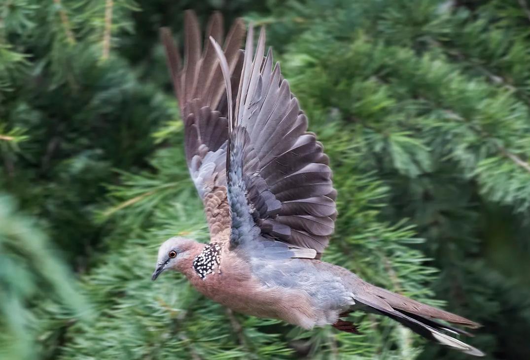 斑鸠在巢穴边不走说明什么,野斑鸠可以喂昆虫吗