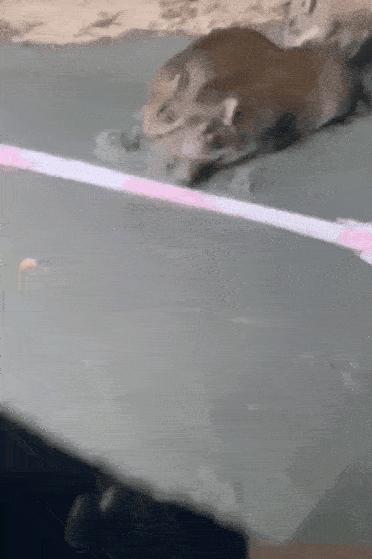 关于重庆的搞笑图,表示不敢相信的搞笑图片