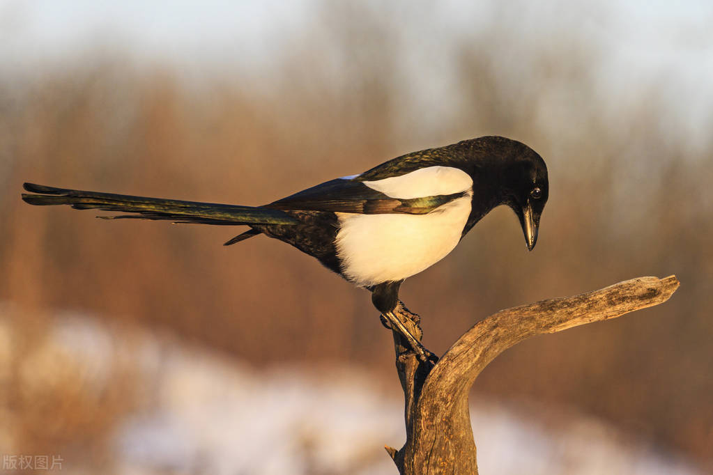 叶底藏花一度梦里踏雪几回,叶底藏花一度梦里踏雪几回啥意思