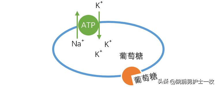 糖尿病酮症酸中毒的补液原则,糖尿病酮症酸中毒多见于几型