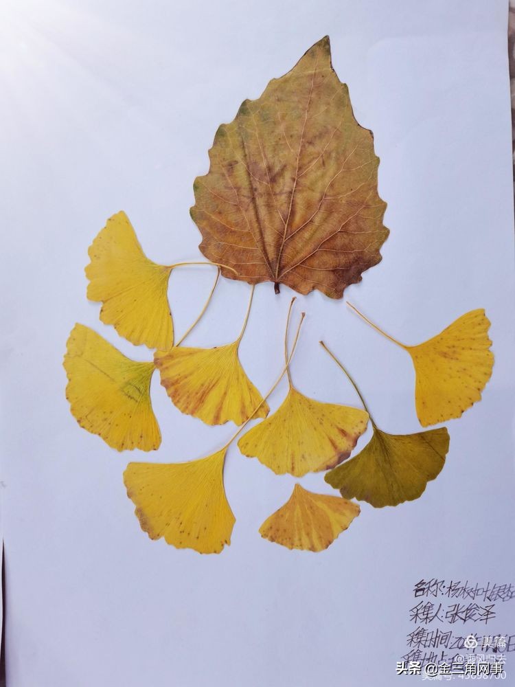 临猗庙上初中推进并践行植物标本课程