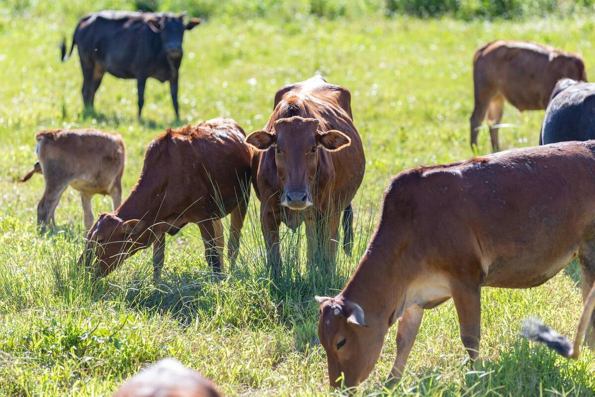 生肖牛在2024年的命运,生肖牛在2024年如何