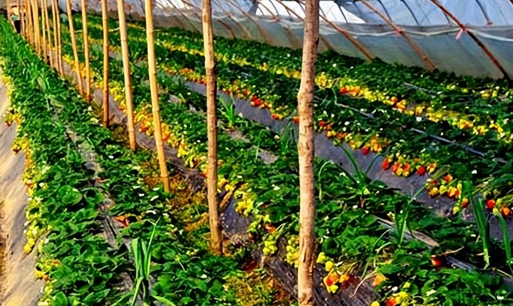 李杏的种子能种吗,杏李栽培要点