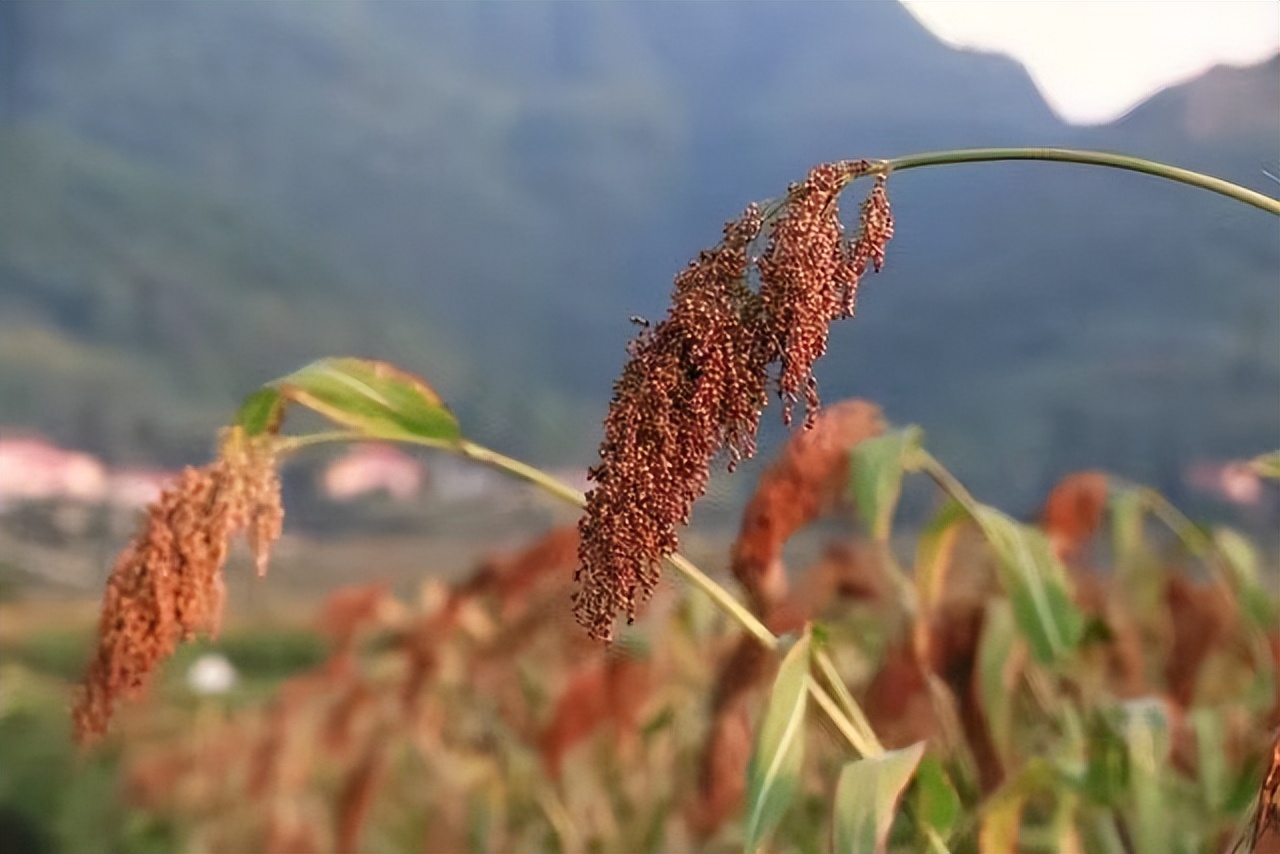 哪一年茅台评选出四大名酒,茅台八大名酒排名