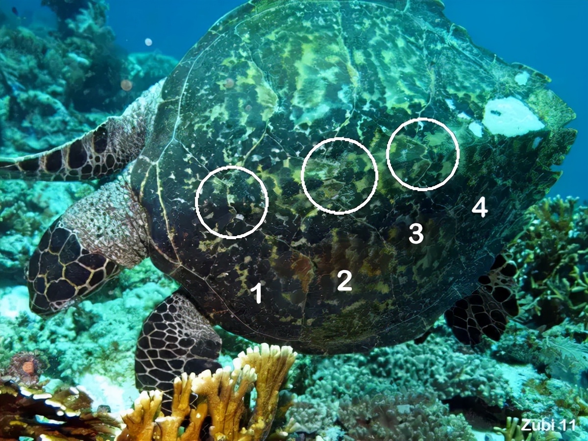 玳瑁稀有程度,玳瑁是唯一能消化玻璃的海龟