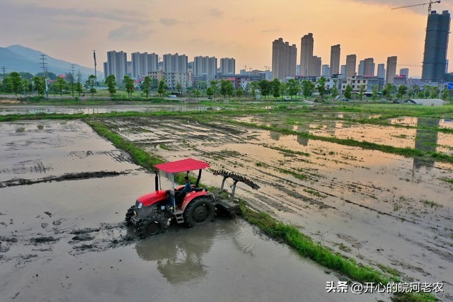 早稻育秧秧苗被水淹,早稻苗期可以水腌几天