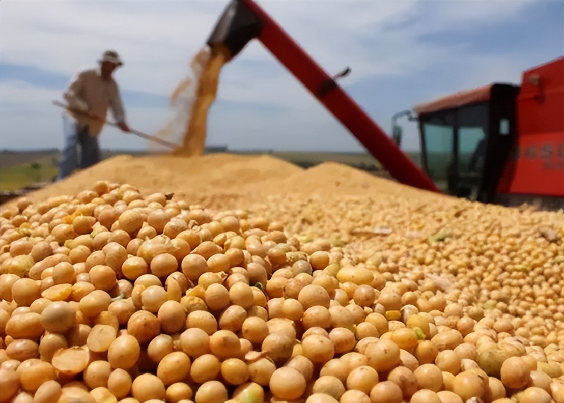 四川省大山发现野生大豆,四川省发现野生大豆