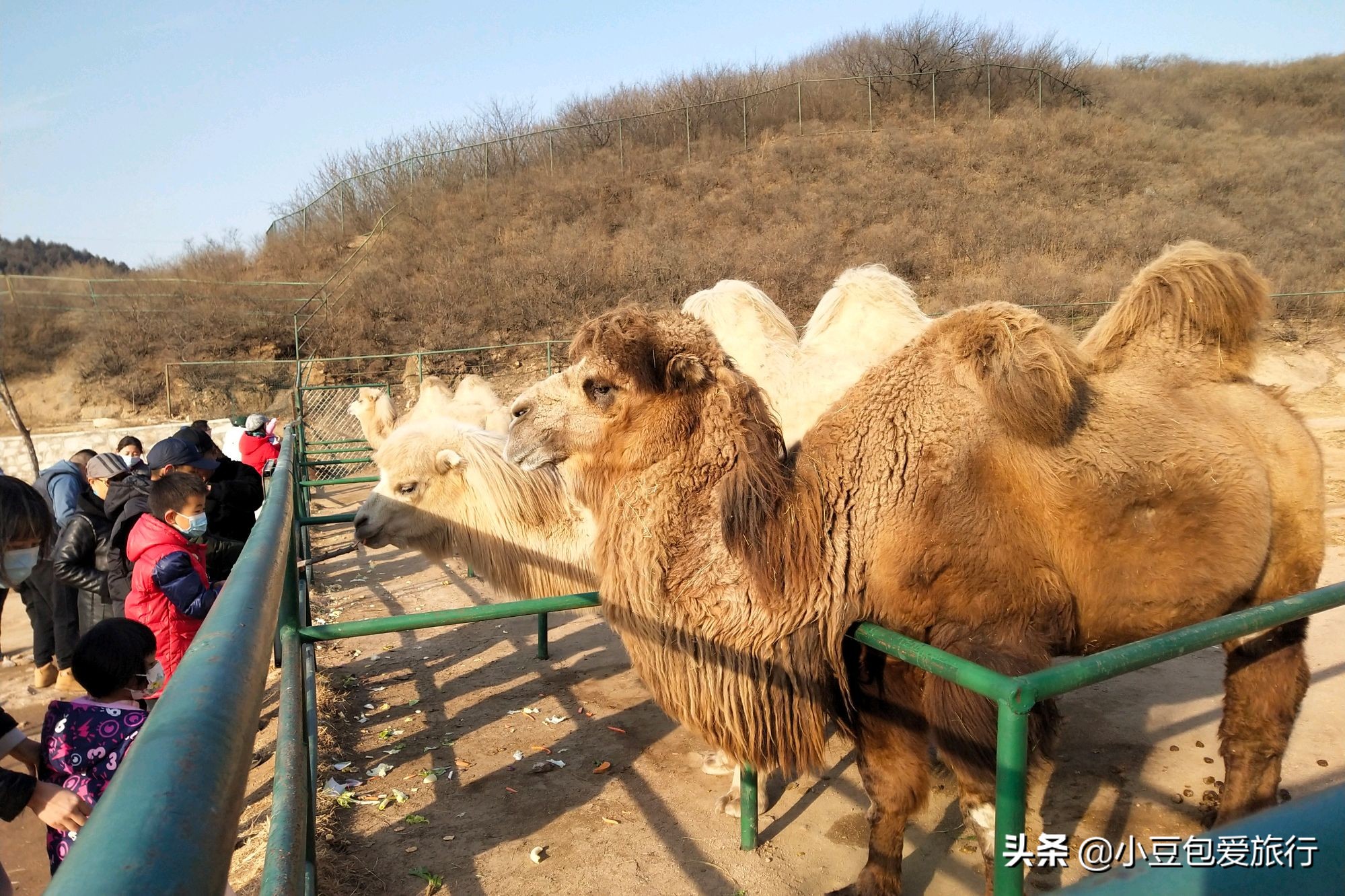 八达岭北京野生动物园推荐,两个人花100块钱能在北京玩多少
