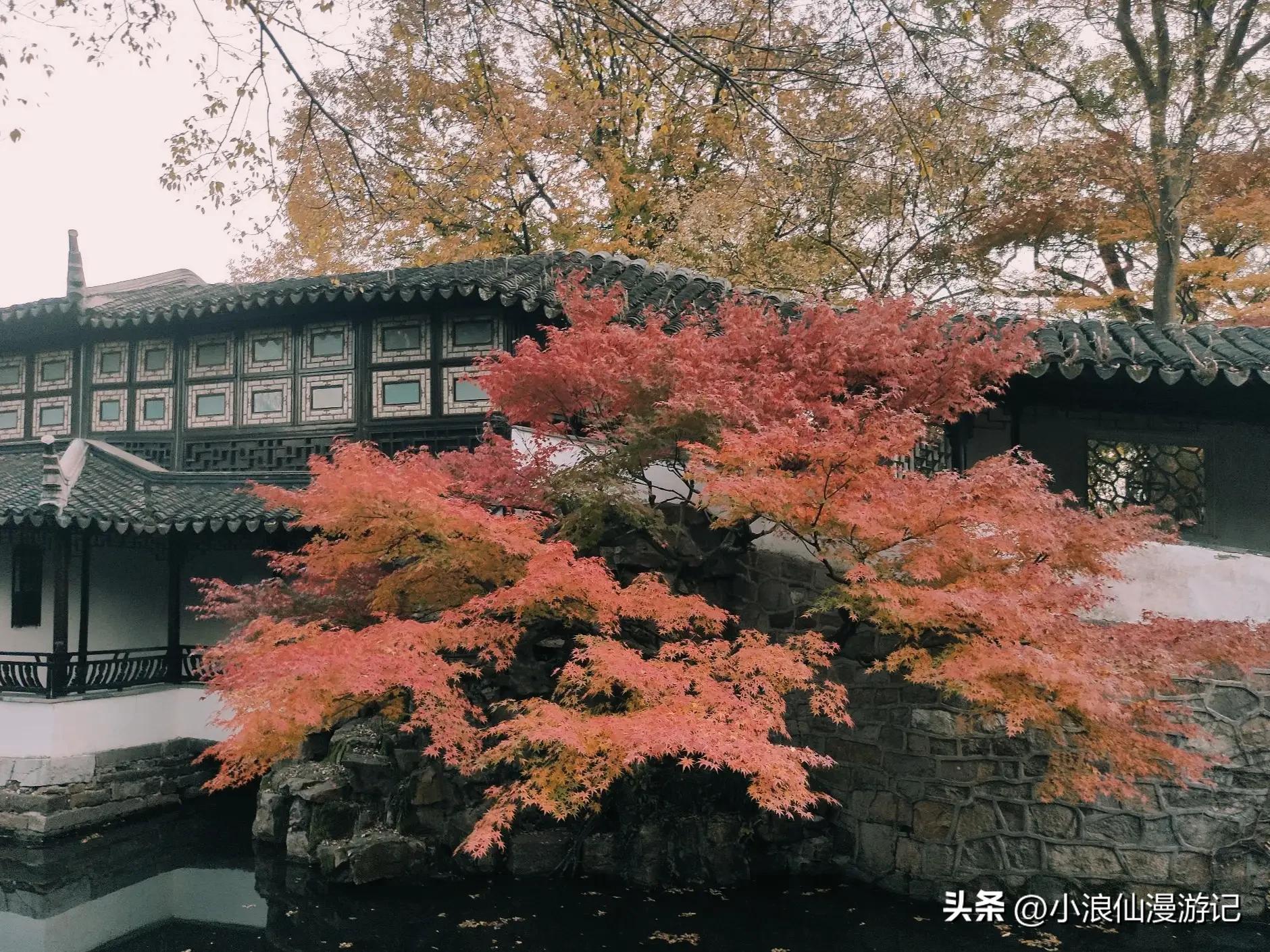 苏州天平山赏枫品茶的句子,苏州赏枫除了天平山还有哪