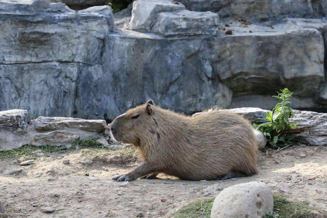 1992年，河北男子花30万买两只病鼠，几年后反而大赚8000万