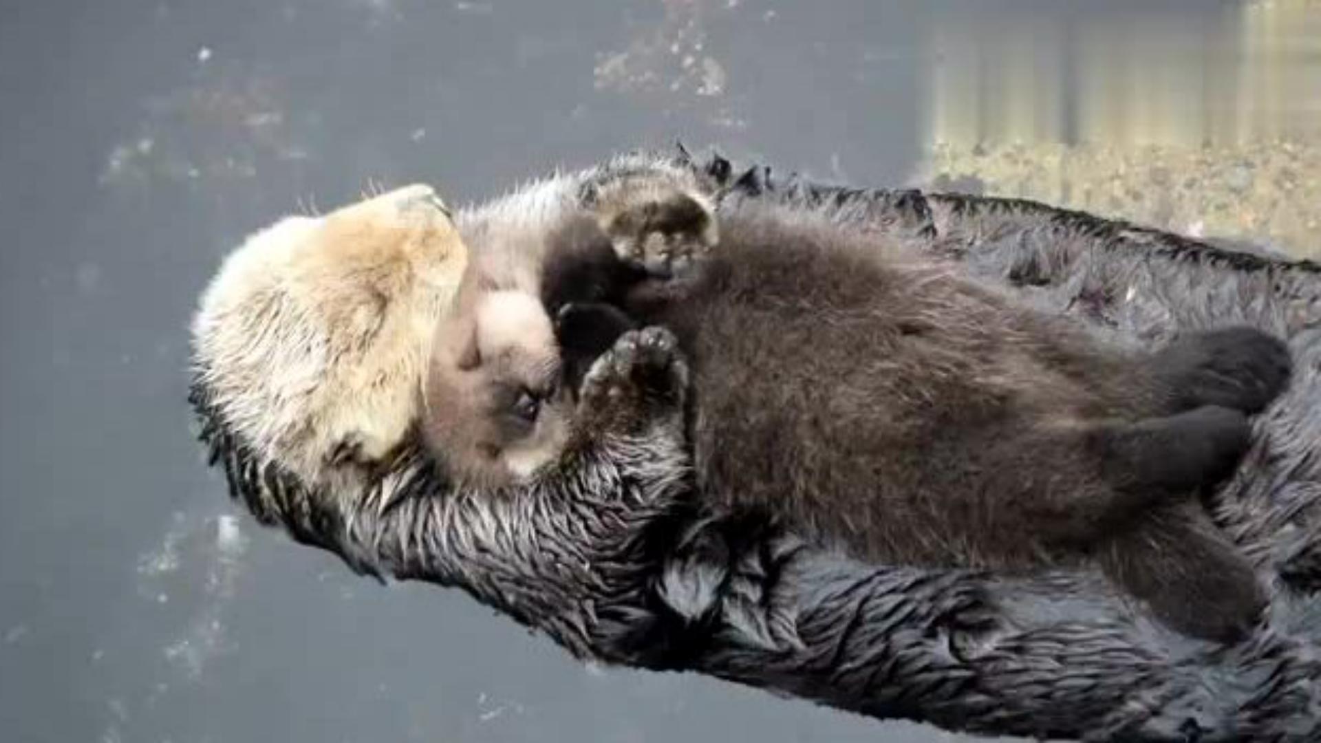 勤能补拙动物,勤能补拙比喻哪个生肖