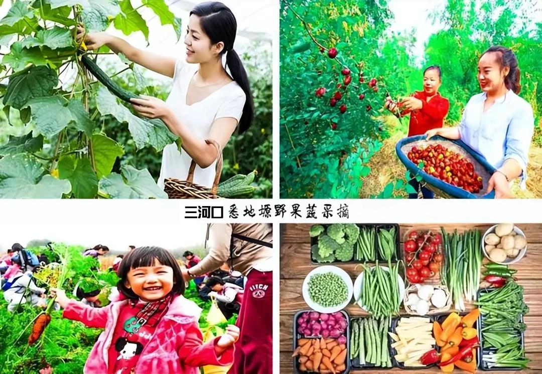 兰永三河口悉地塬野生态农林公园,坐在山头看风景