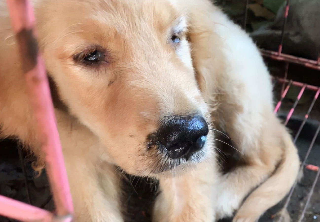 狗狗狂犬病发病的症状和表现,狗狗狂犬病发作的症状