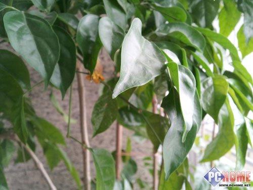 三星i959电信版评测,三星i929国外版