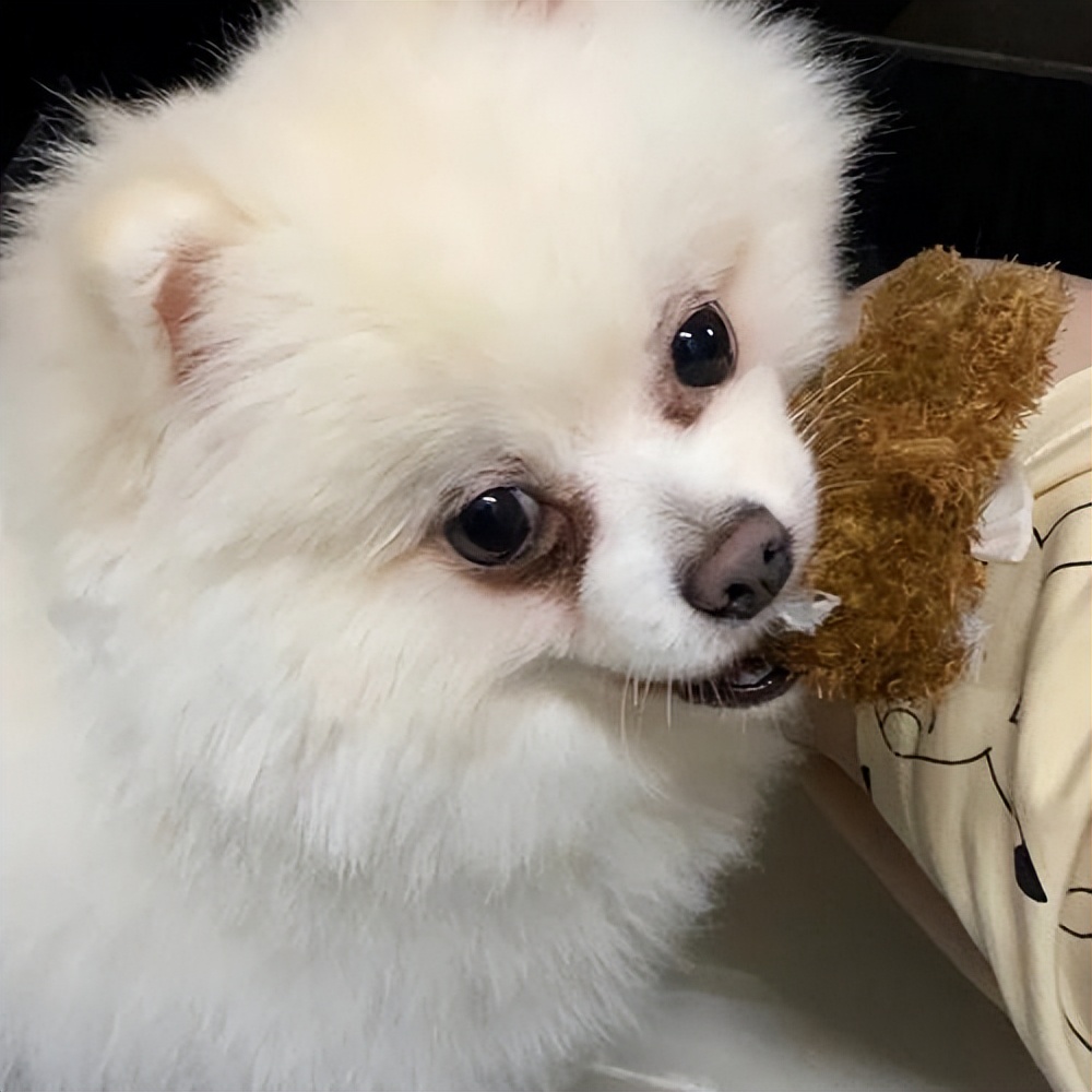 博美犬有泪痕可以用人用眼药水吗,挑选博美犬是不是不能选有泪痕的