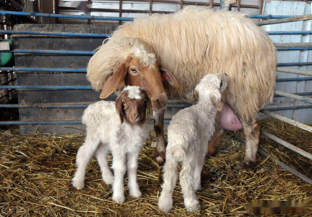 母羊生小羊的前兆？母羊怎样生小羊？如何接生小羊羔？本文告诉你