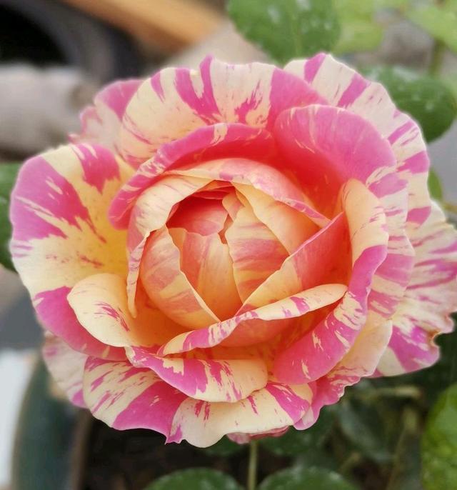 月季花有哪些品种是最好的,月季花有两万多个品种视频