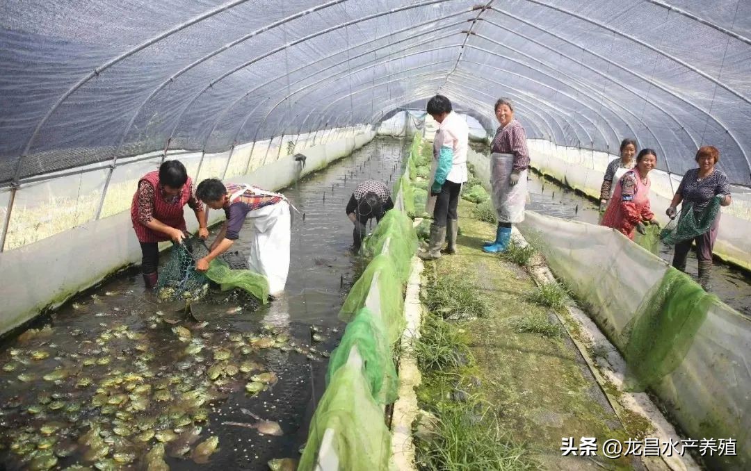 死蛙怎么处理,死青蛙的处理