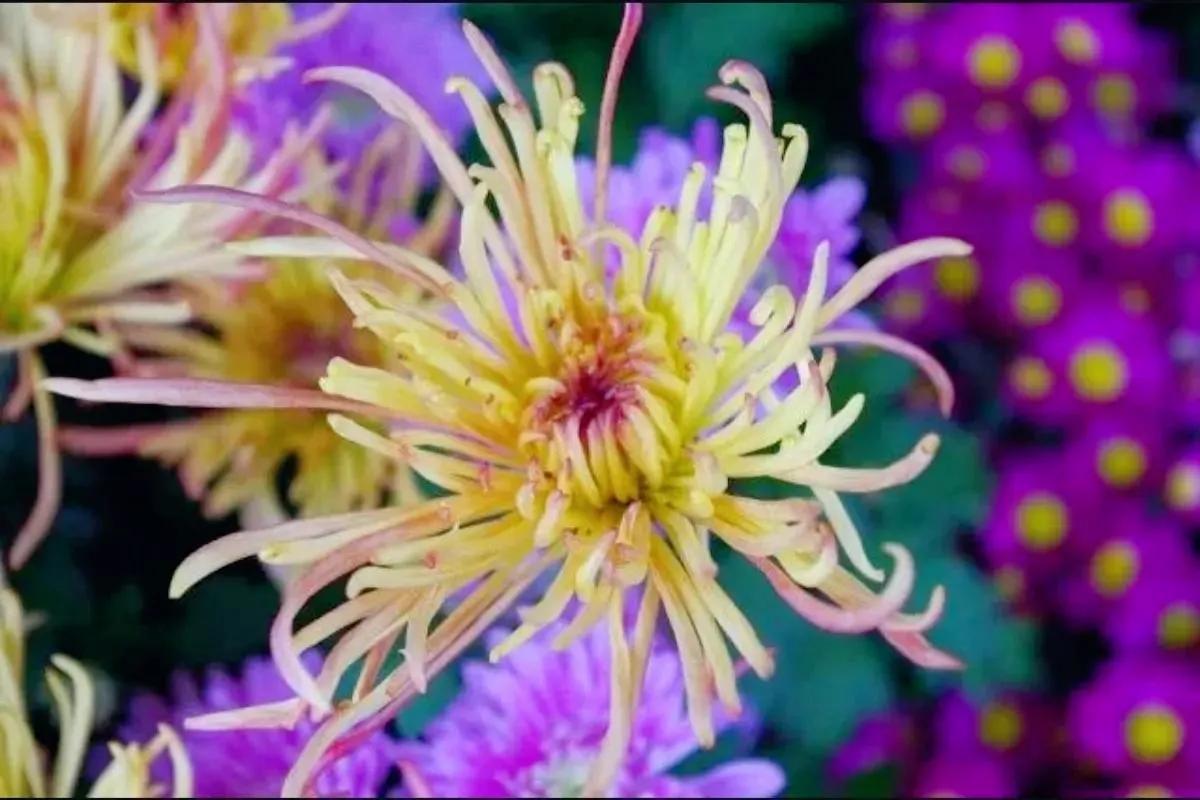 不是花中偏爱菊菊花开尽更无花,不是花中偏爱菊只是花开尽更无花