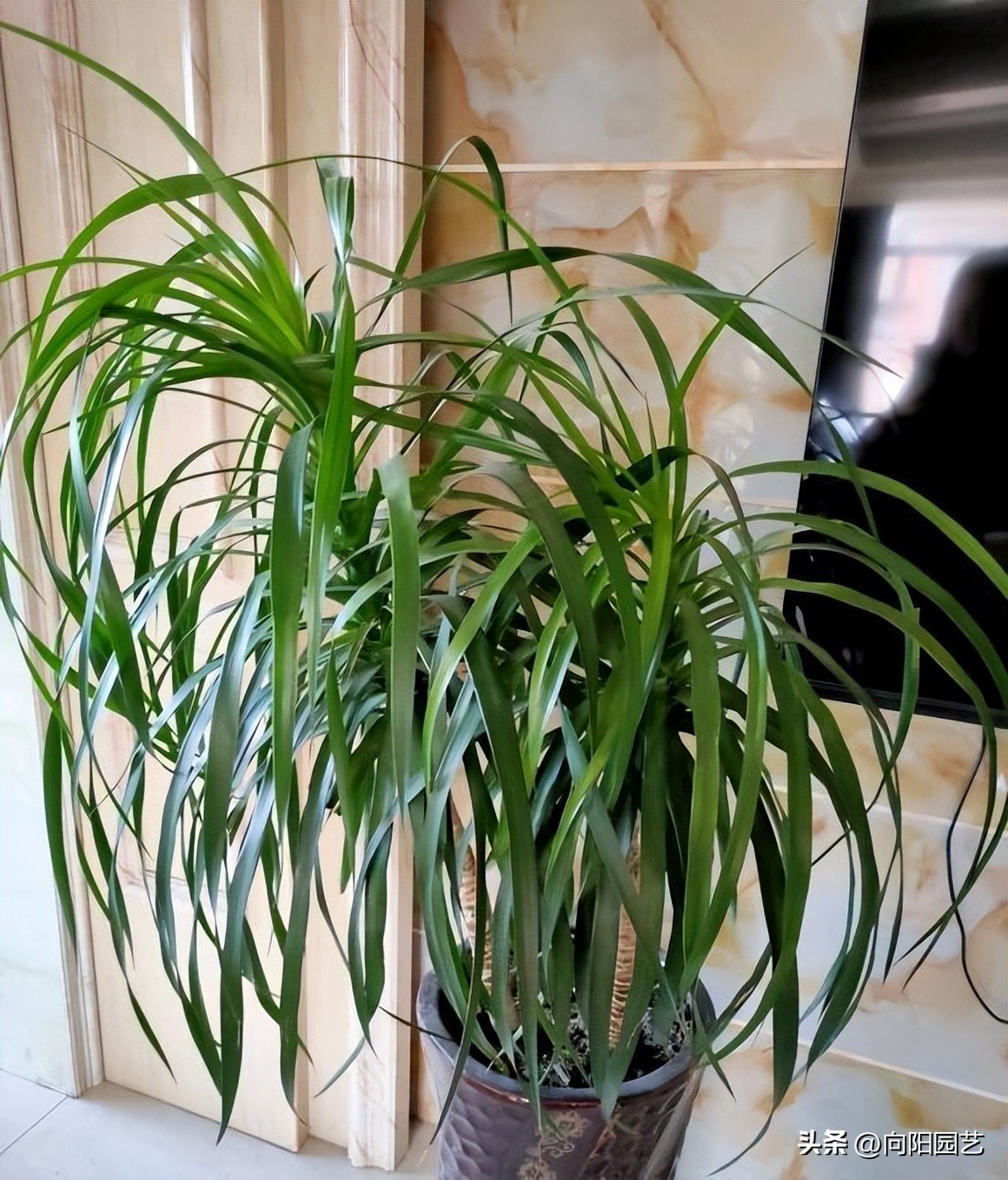 客厅最旺财的10种花,过年摆什么花放在客厅