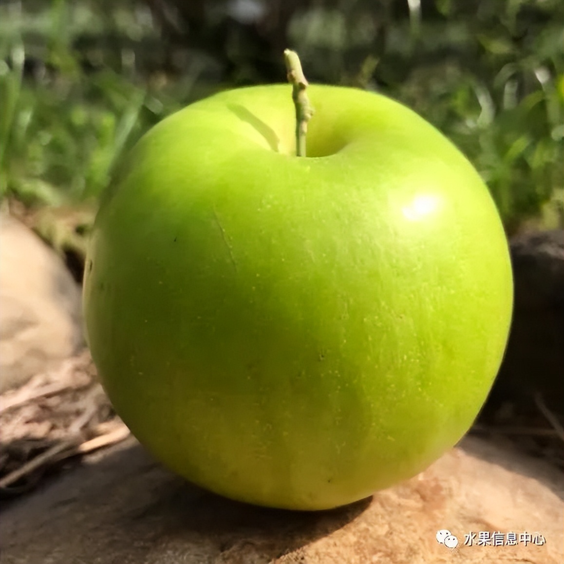 牛奶枣大青枣,牛奶枣和大青枣哪种好吃