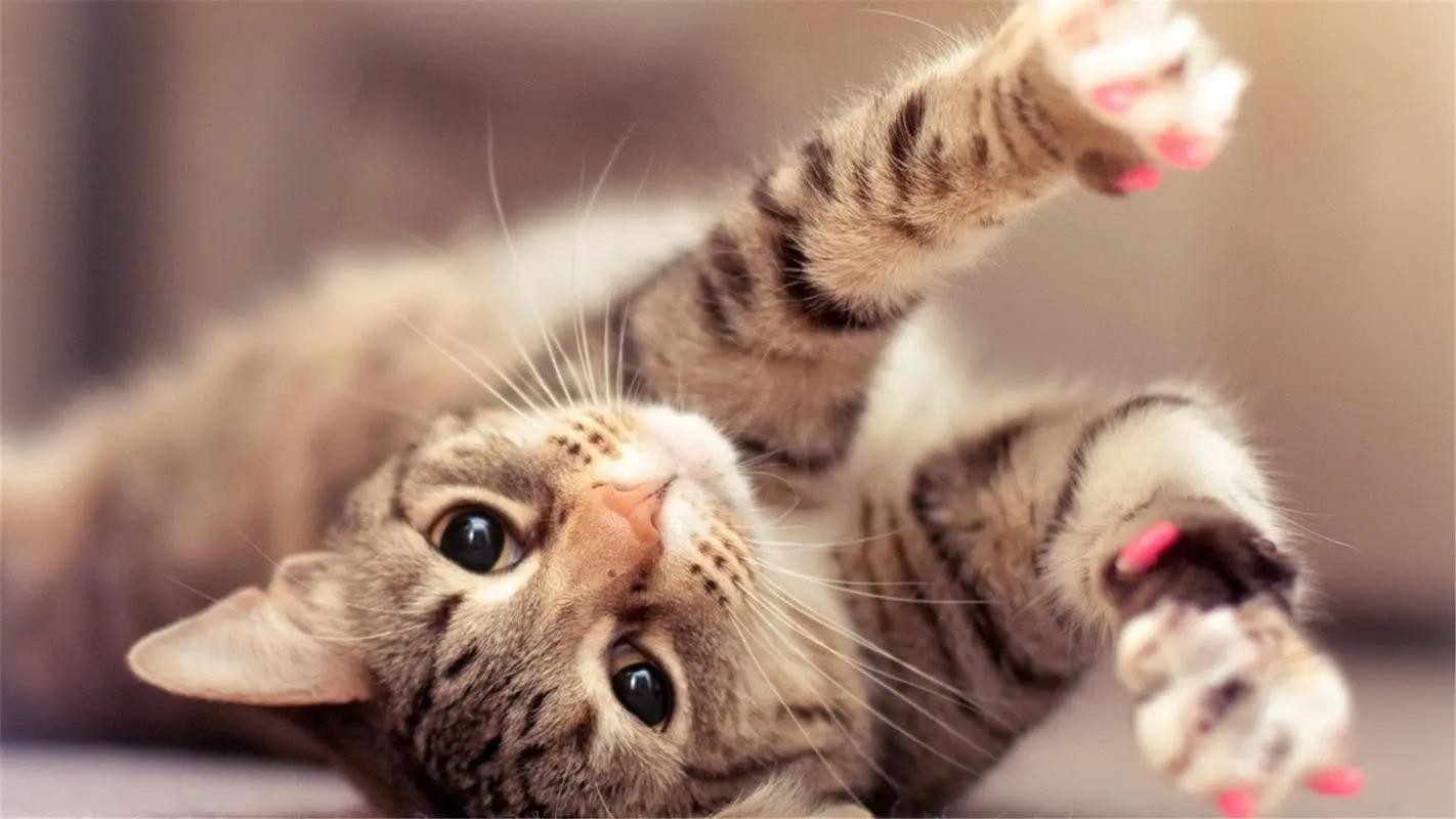 猫咪软便拉稀需要调整多久,猫咪软便的便便怎么铲