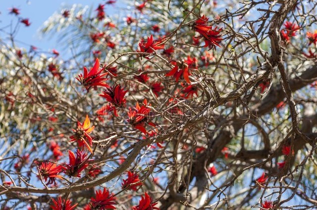 名伦珊瑚颂,欣赏美丽的珊瑚
