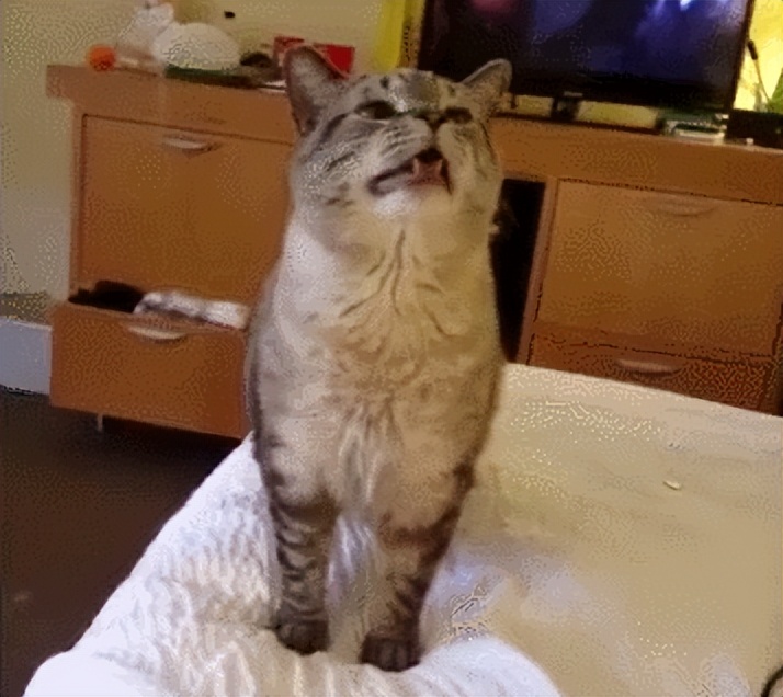 对猫咪过敏的症状怎么消除,如何看是不是对猫咪过敏