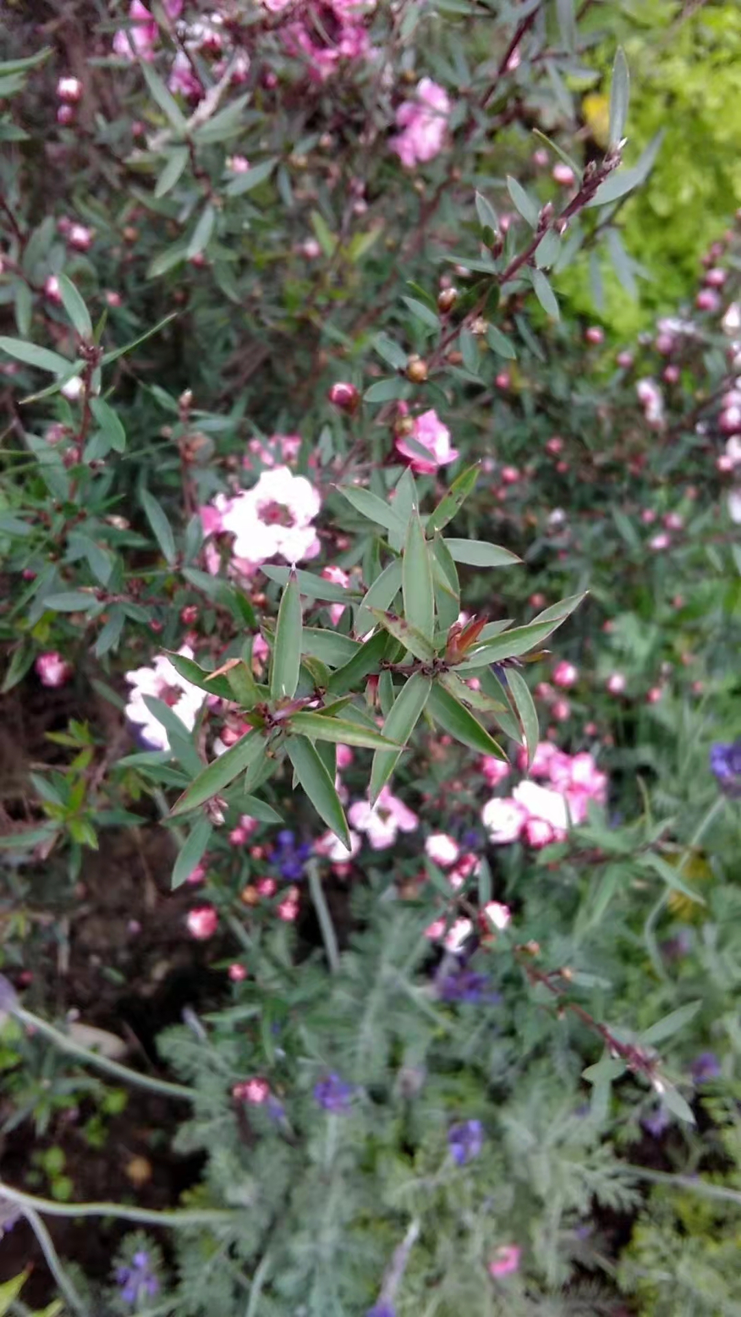 松红梅与松针梅区别,跟松红梅很像的花有什么