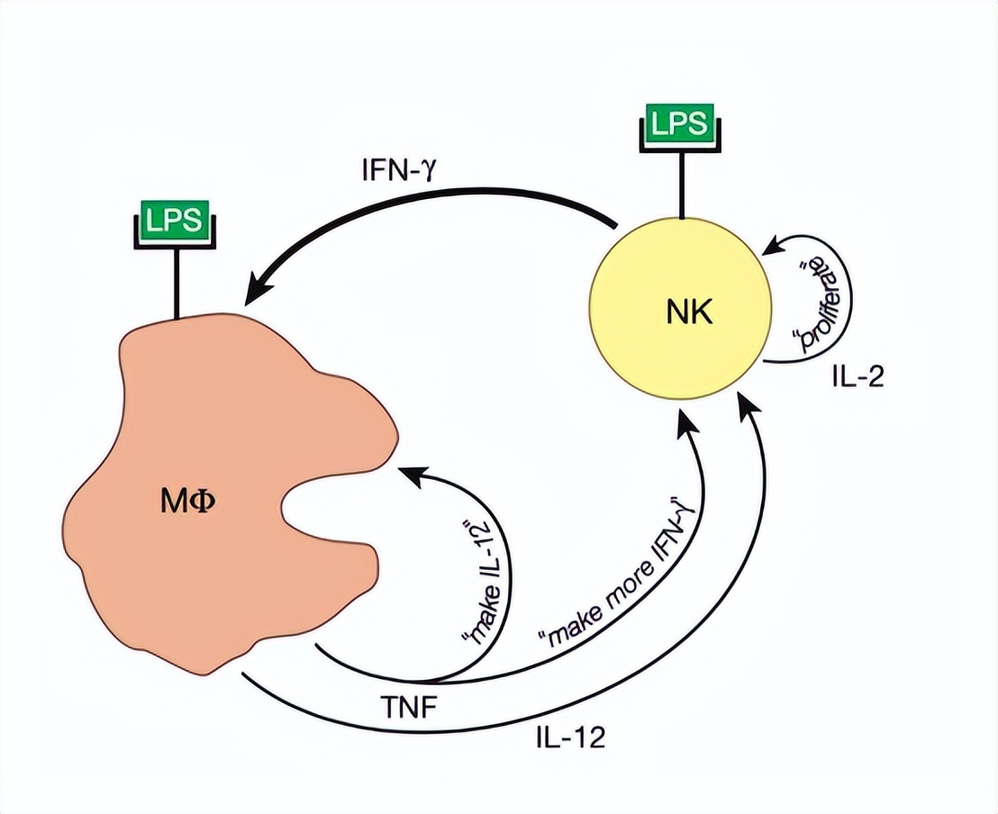 支气管结核治疗最短的时间是多久,早期结核的预防