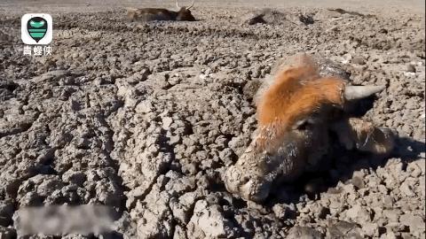 极端高温,灾难的开始…该如何拯救