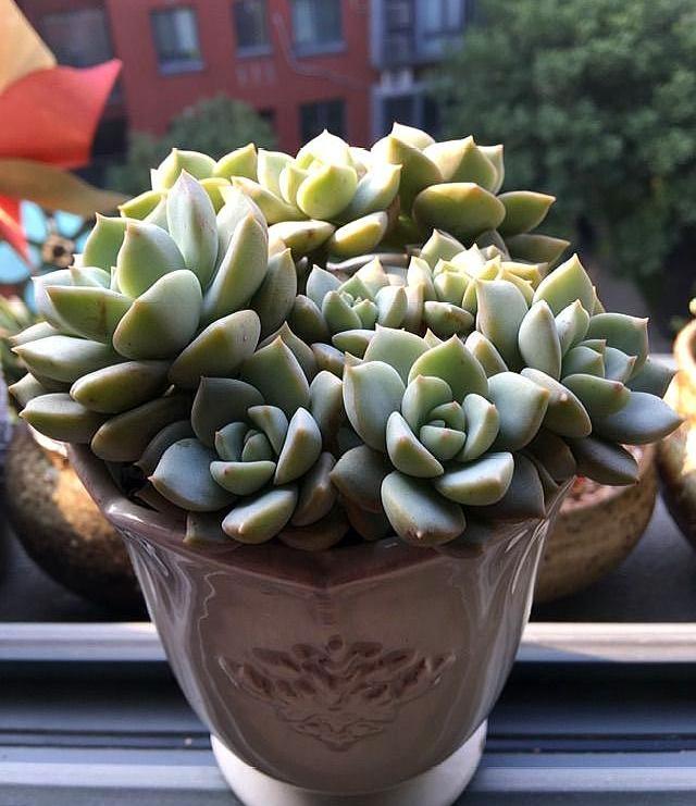 白牡丹叶插怎么养,白牡丹怎么栽培